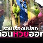ข่าว แปลก เรื่อง หวย งวด นี้